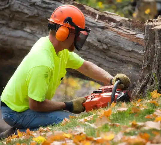 tree services Golden Valley